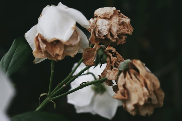 A detailed view of withering flowers captured in São Paulo, Brazil.