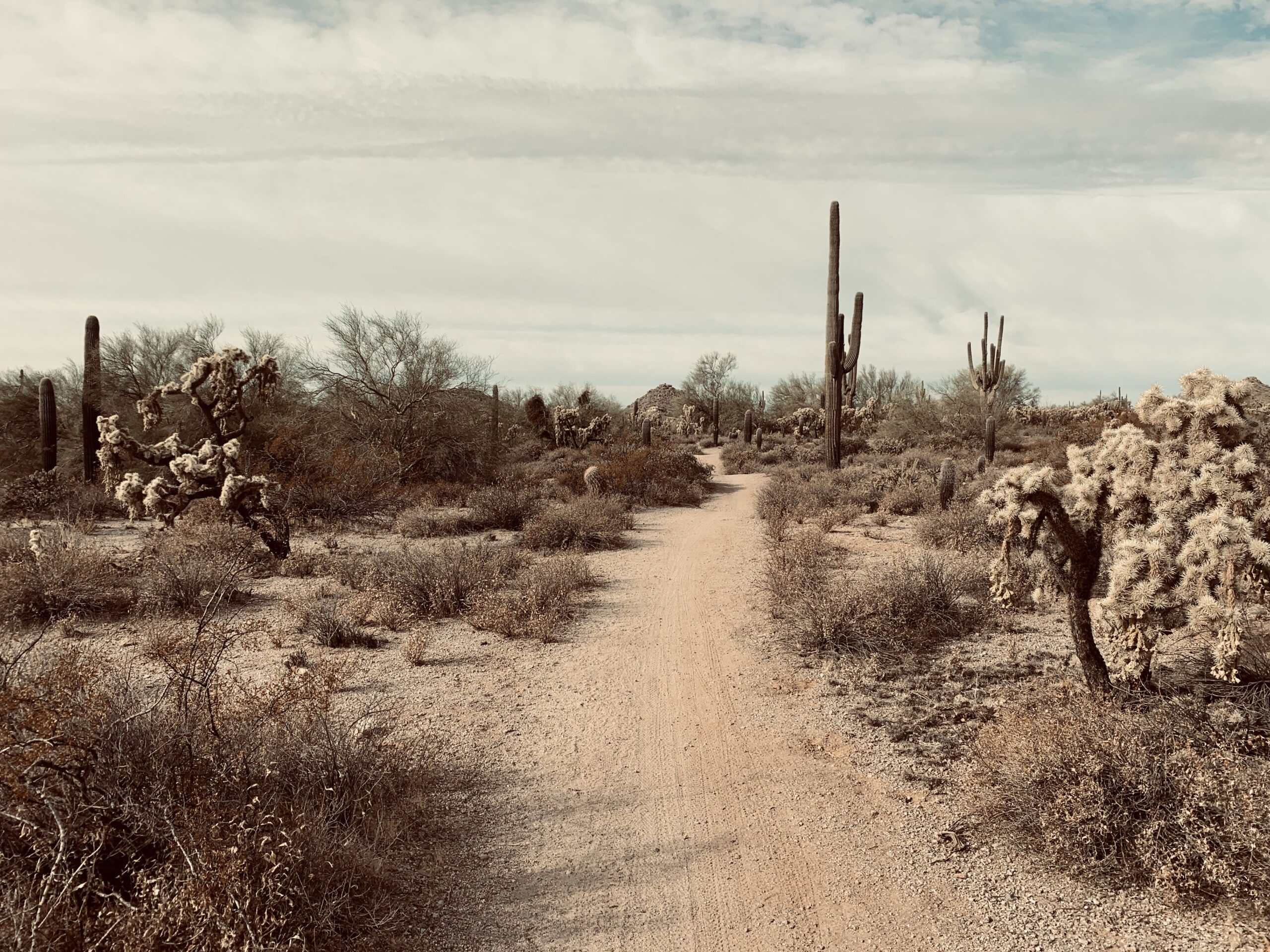 A dirt path leads through the desert with saguaro cactus, cholla, and creosote lining the trail.