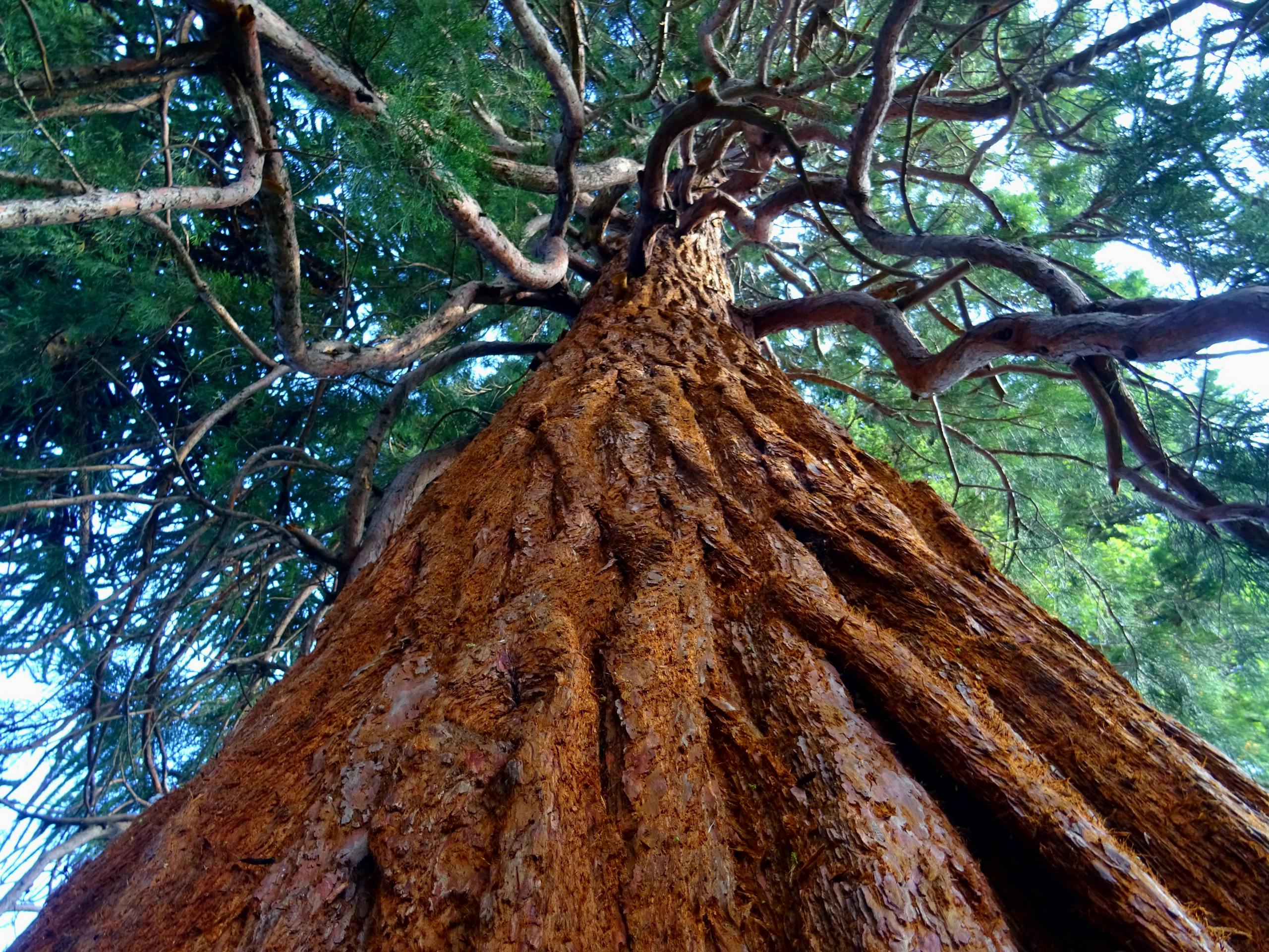 Low-angle view of a towering redwood tree with sprawling branches and textured bark.