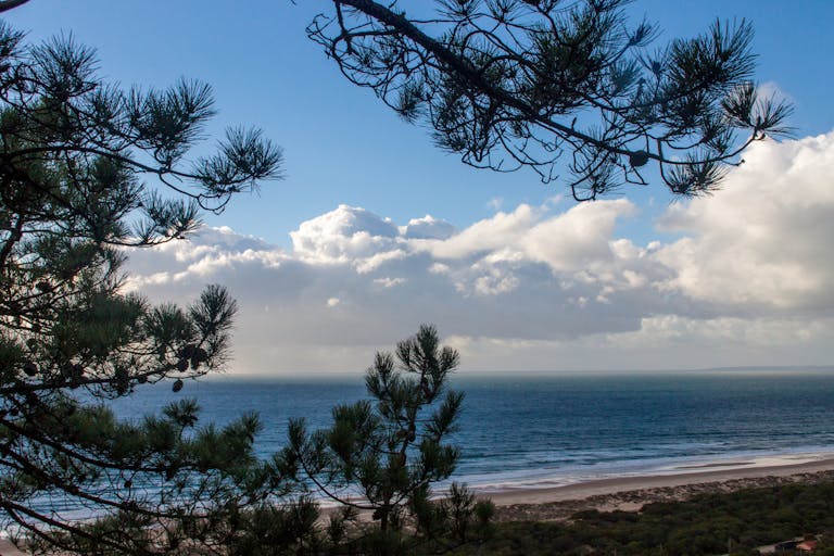Tranquil scene of the ocean seen through pine trees with clouds in the sky.
