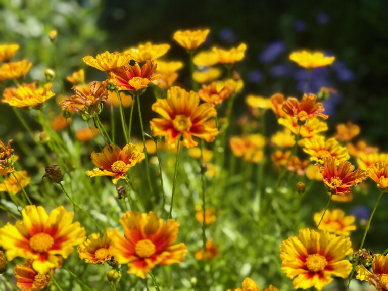 Orange flowers in the summer sun. A photo taken by R William Parmenter
