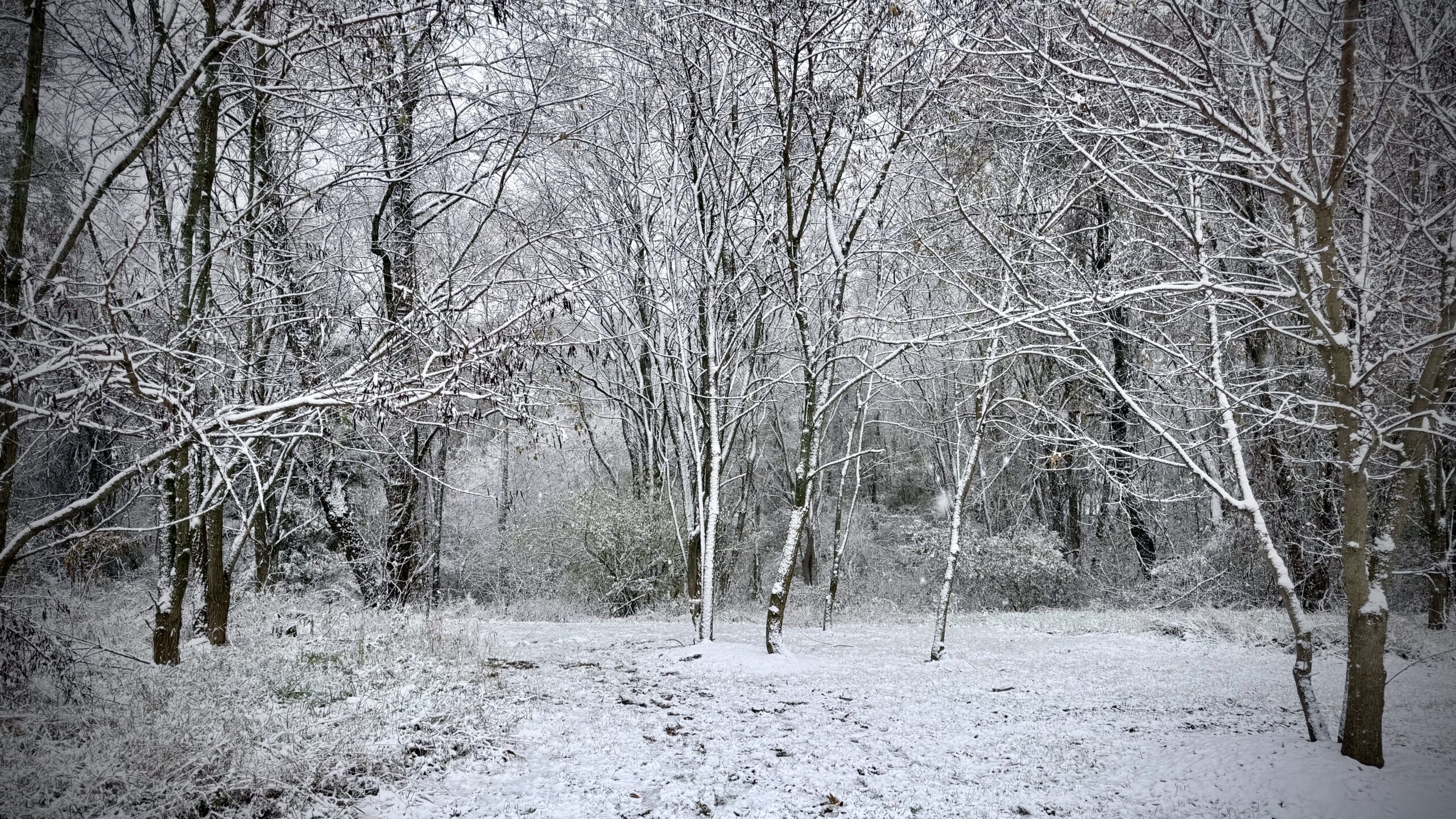 An early winter scene with trees and ground covered in snow.