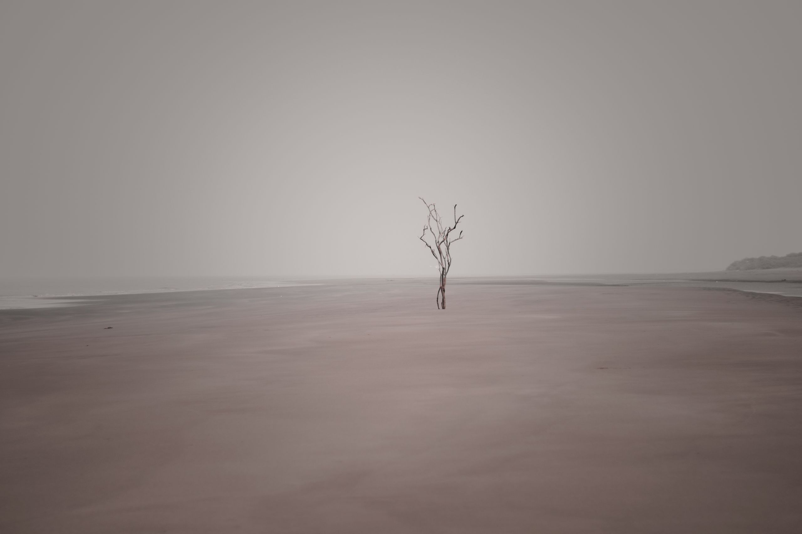 A solitary tree on a foggy beach, creating a serene and isolated atmosphere.